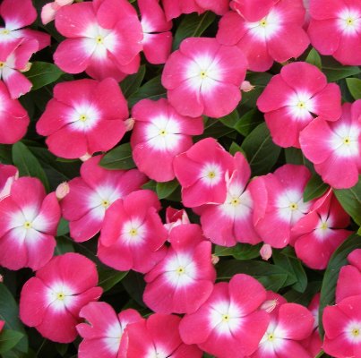 Vinca F1 Nana Rose Seeds - omaxe seeds