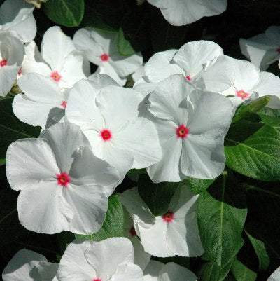 Vinca F1 Nana White Seeds - omaxe seeds