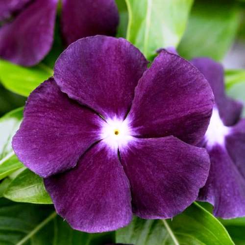 Vinca Nana Black Purple (50 seeds) - omaxe seeds
