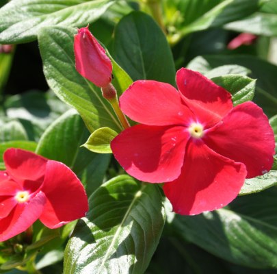 Vinca Red Plant