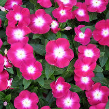 Vinca rosea trailing Seeds - omaxe seeds