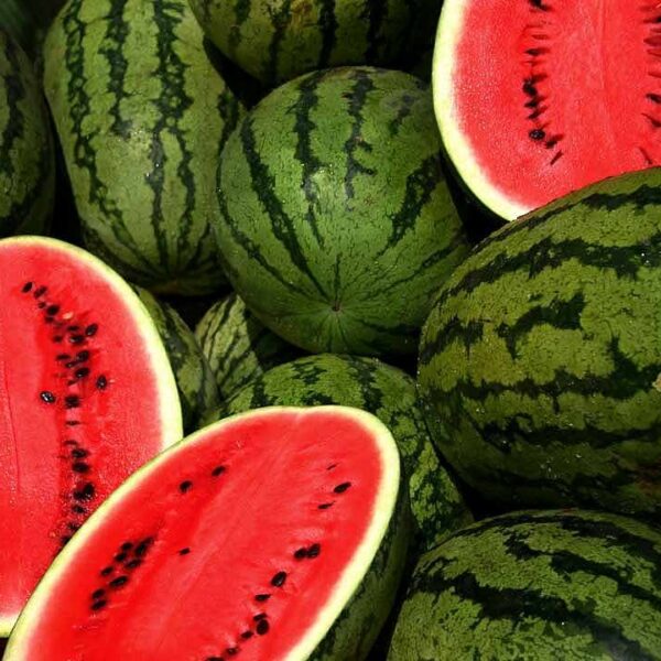 Water Melon F1 Sanya 786 Hybrid seeds - omaxe seeds