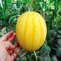 Water Melon F1 Yellow King seeds - omaxe seeds