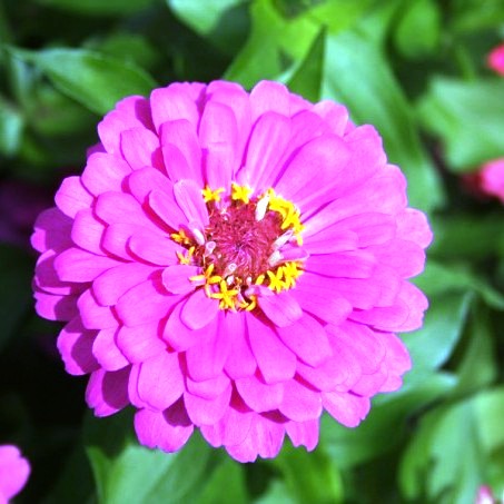 Zinnia Elegans Pink rose Seeds - omaxe seeds
