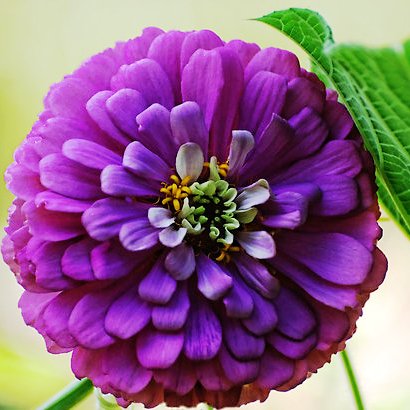Zinnia Elegans Purple Seeds - omaxe seeds