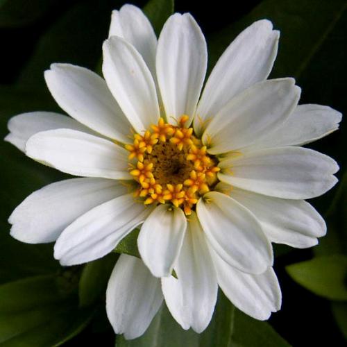 Zinnia Elegans White Seeds - omaxe seeds