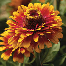 Zinnia F1 Dreamland Orange Seeds - omaxe seeds