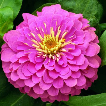 Zinnia F1 Tall Pink Seeds - omaxe seeds