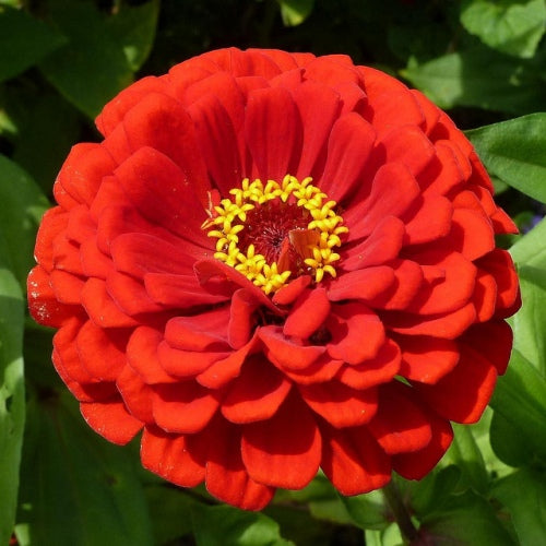 Zinnia F1 Tall Red Seeds - omaxe seeds