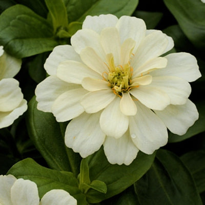 Zinnia F1 Tall White Seeds - omaxe seeds