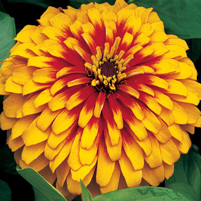 Zinnia F1 Tall Yellow Seeds - omaxe seeds